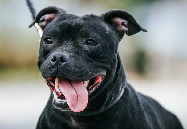 A staffordshire bull terrier walking on a lead with its tongue hanging out.