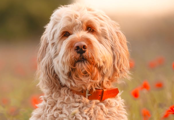 A goldendoodle surrounded by red flowers.
