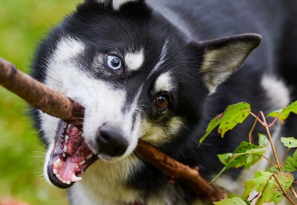 A siberian husky carrying a large stick.