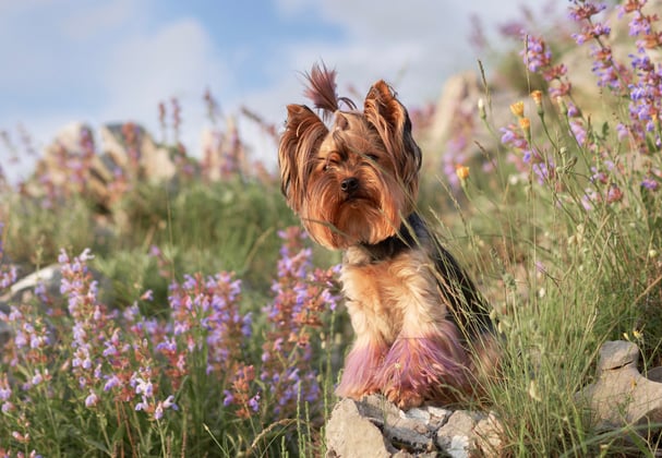 A yorkie wearing a ponytail standing in a field of flowers.