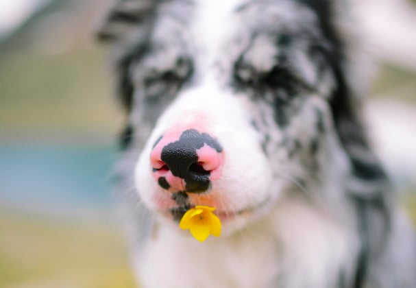 A border collie holding a buttercup flower in his mouth.