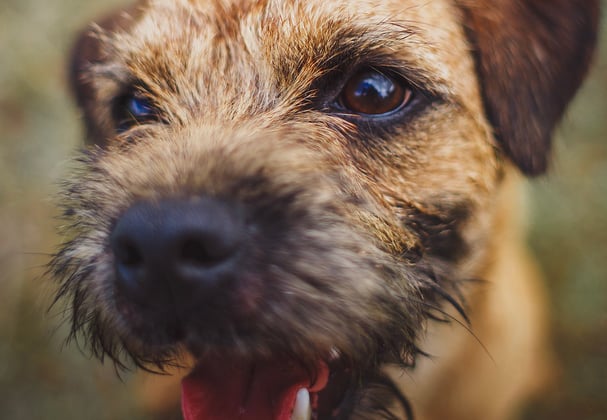 A close up of a border terrier.