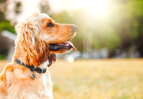 Golden Cocker Spaniel sitting outside with tongue out