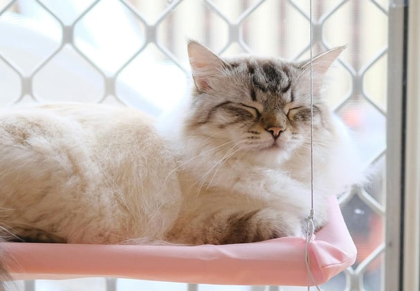 A cat relaxes on its window hammock
