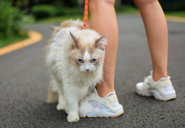 A ragdoll wearing a harness outdoors.
