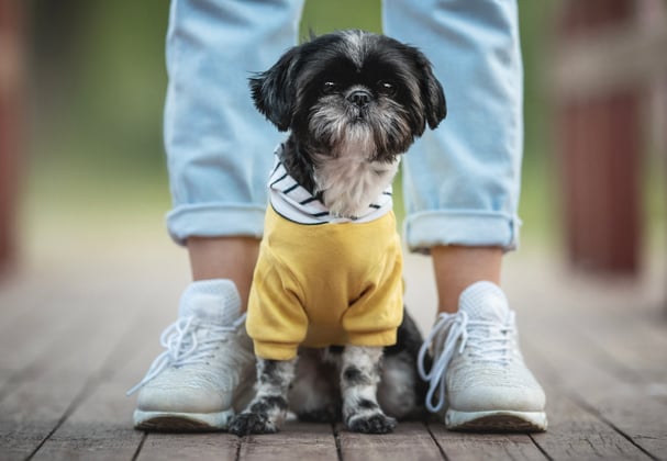 A shih tzu sitting between it's owners legs.