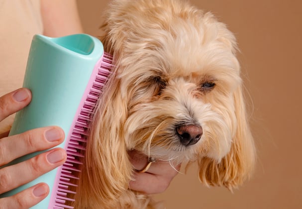 A maltipoo being brushed.
