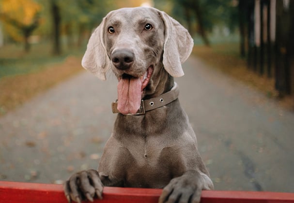 A weimaraner looking over a red fence.