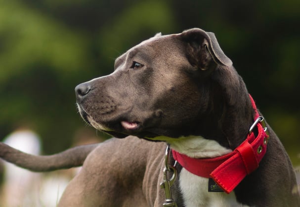 A staffordshire bull terrier with a red collar looking into the distance.