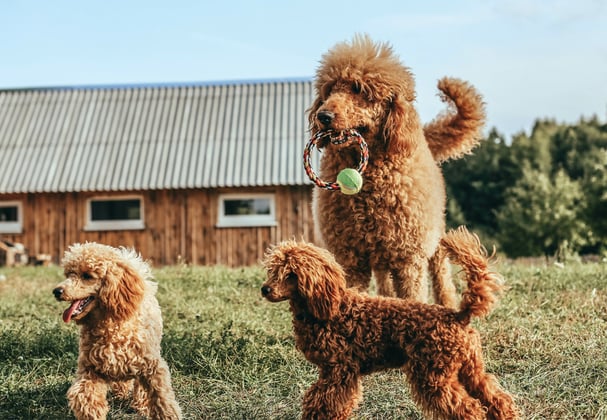 A mother Poodle playing outdoors with her two puppies.