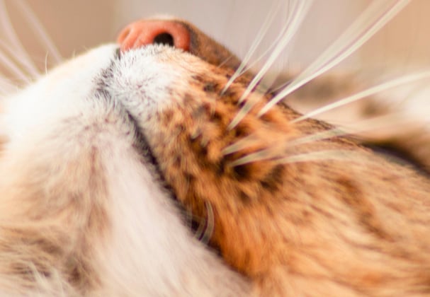 A close up of the nose of a siberian cat.