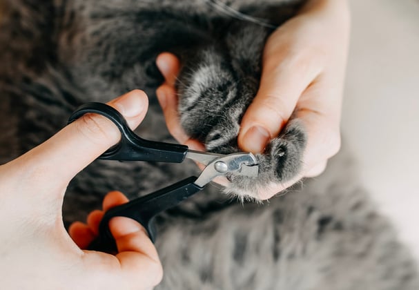 A british shorthair having its claws clipped.