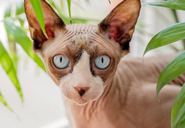A sphynx cat hiding behind a house plant.