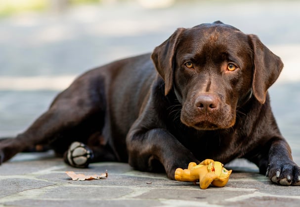 A brown labrador playing with a small orange toy.