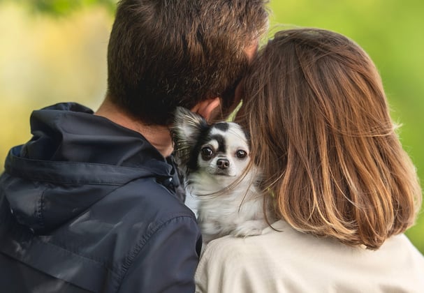 A couple standing with a Chihuahua between them.