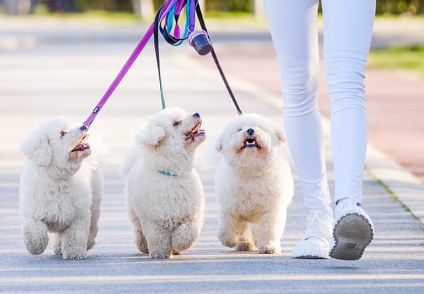 Three bichons being walked together.