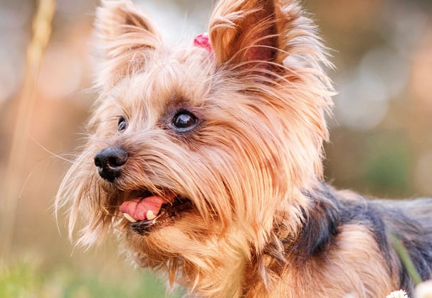 A close up image of a Yorkie.