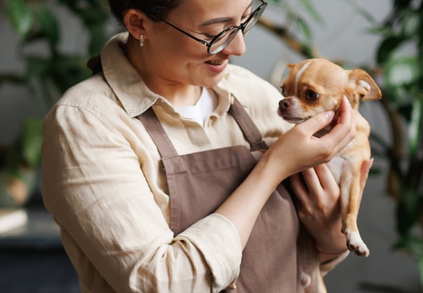 A woman in an apron holding a worried looking Chihuahua.