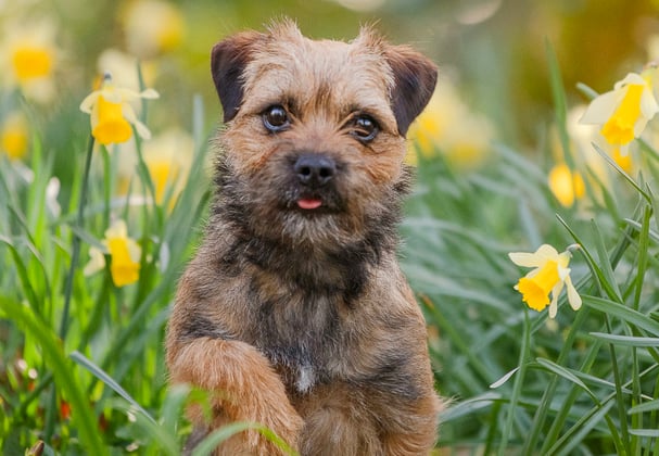 A border terrier between bright yellow flowers.