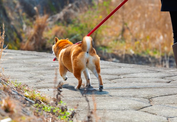Shiba Inu being walked by owner on a red lead by a lake
