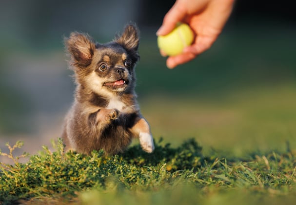 A Chihuahua playing with a small tennis ball.