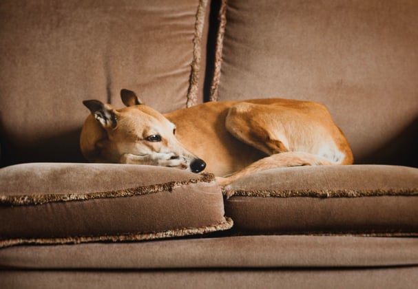 A Lurcher sleeping on a soul.