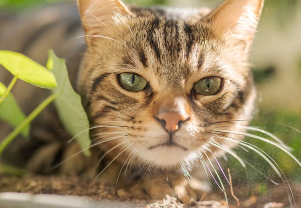 A tabby cat looking out from a flower bed surrounded by leaves.