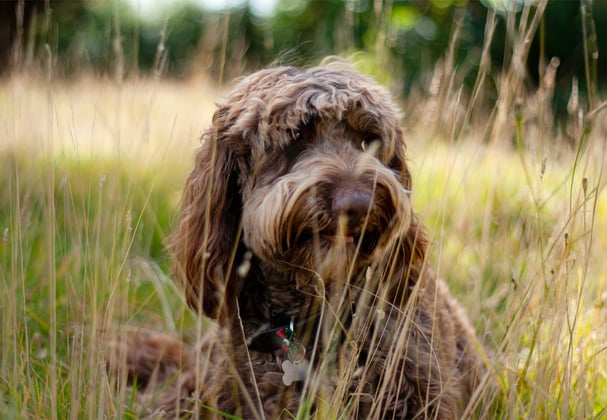 brown labradoodle sitting in long grass
