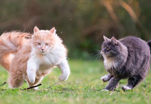 Two cats flying through the air.