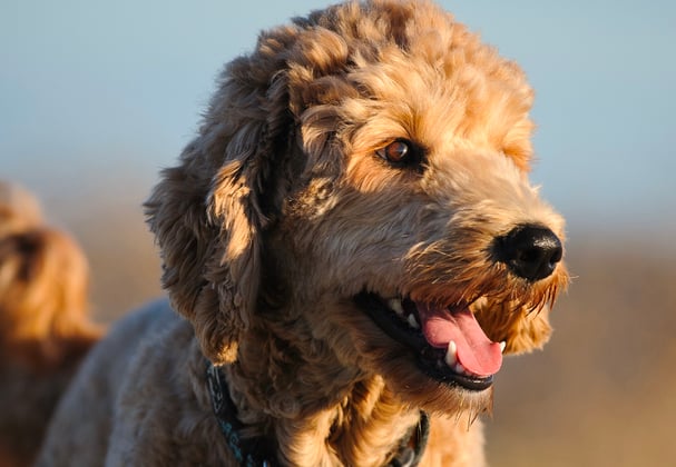 A goldendoodle in a field lit up by the low sun.