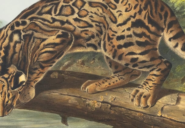 A historic painting of a big cat.