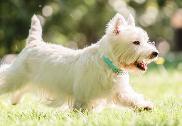 Westie trotting in the grass