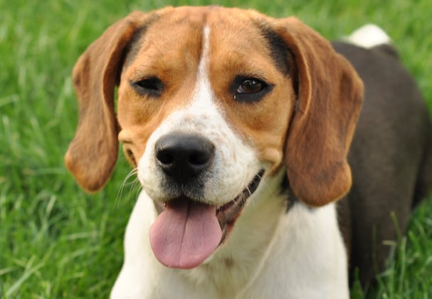 A beagle winking at the camera.