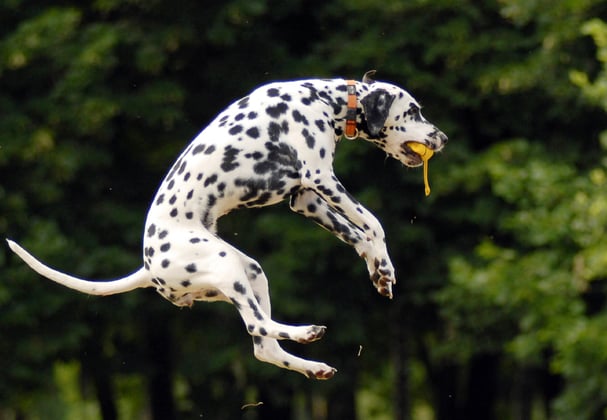 Dalmatian jumping in the air to catch a yellow ball