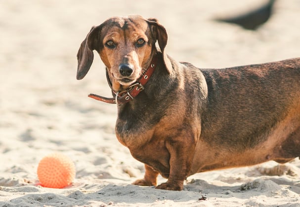 Overweight Dachshund standing on a beach in front of an orange ball