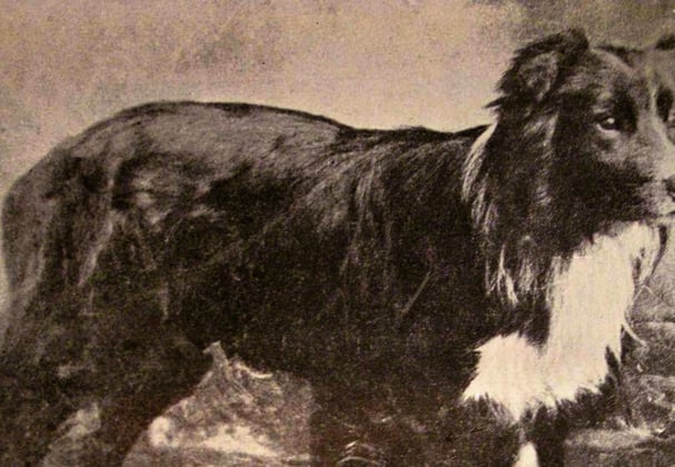 An old image of a border collie in black and white.