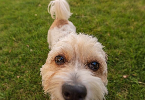 Close up of a Cavachon face pressed up against the camera lens