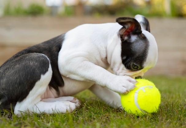 A puppy boston terrier playing with a tennis ball.