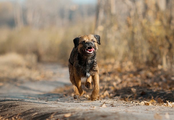 A border terrier running along a path surrounded by autumn leaves.