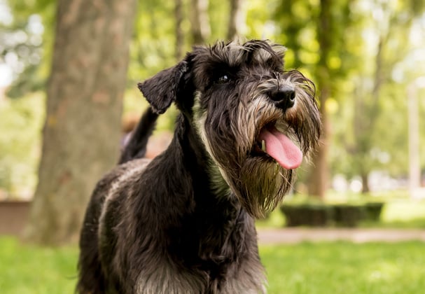 A black miniature schnauzer with it's tongue hanging out.