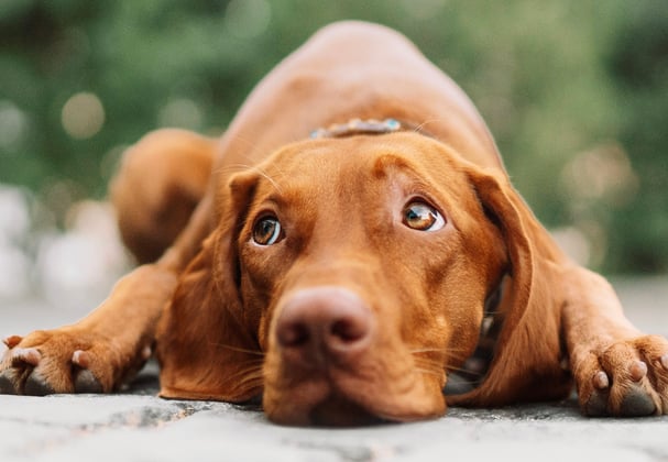 A hungarian vizsla with its face on the ground looking up.