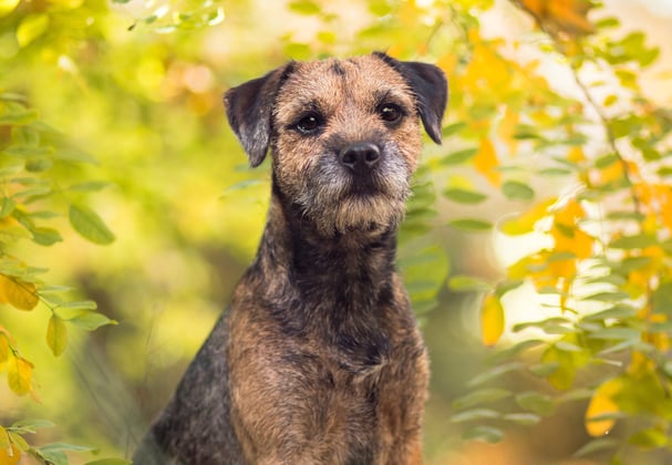 A border terrier sitting between branches of a tree,