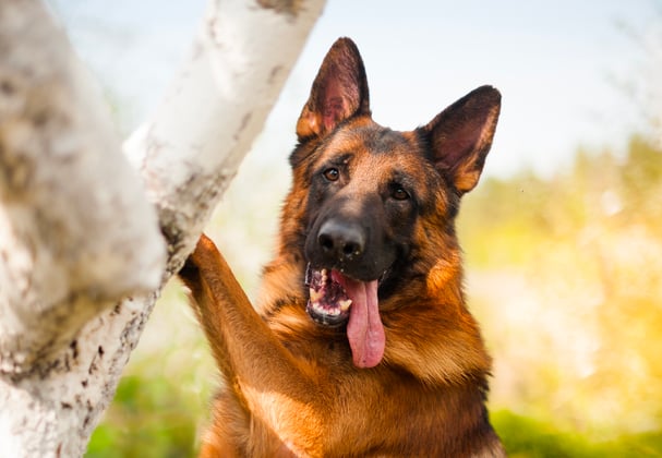 A german shepherd leaning against a tree with its tongue hanging out