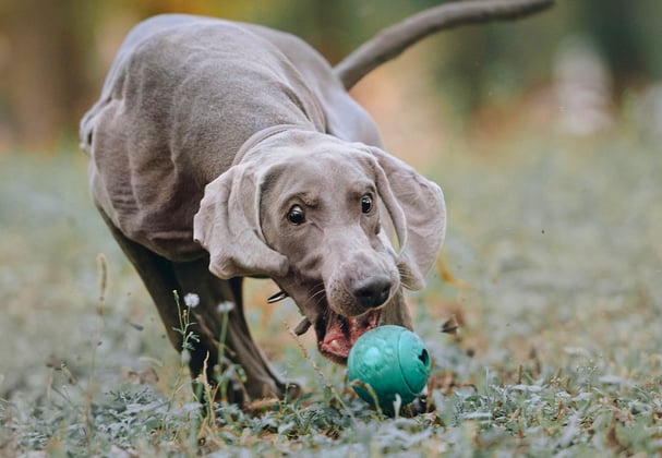 A weimaraner chasing a blue ball across the ground.