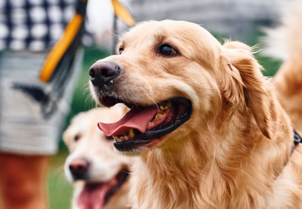 Two golden retrievers walking in front of their owner 