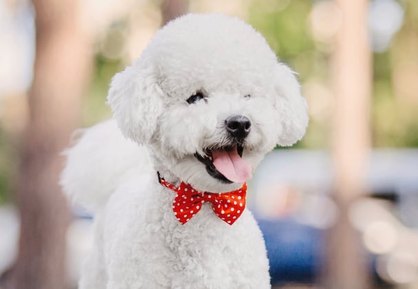 A bichon frise wearing a polka dot bow tie.