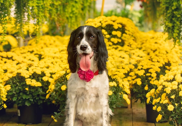 A Sprocker Spaniel surrounded by blossoming yellow flowers
