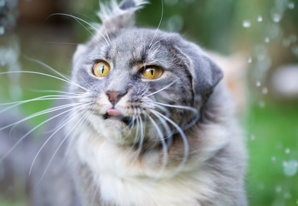 A Maine Coon getting sprayed by a sprinkler.