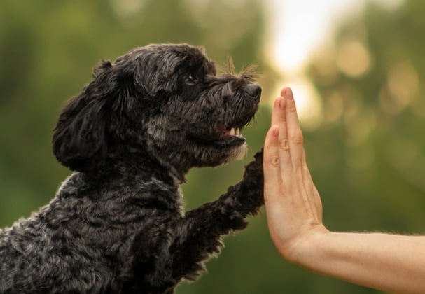 A black Cockapoo high fiving his owner.