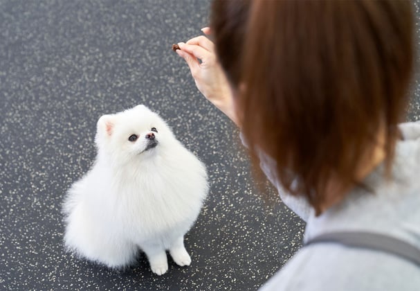 A pomeranian looking up a treat in expectation that it's owner is holding